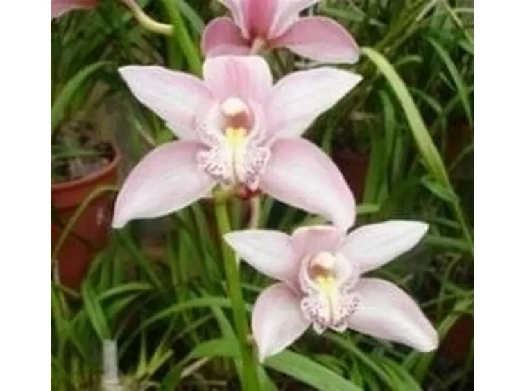 coppia di orchidee.