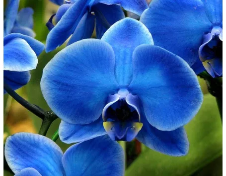 orchidee blu e gialle
