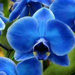 orchidee blu e gialle