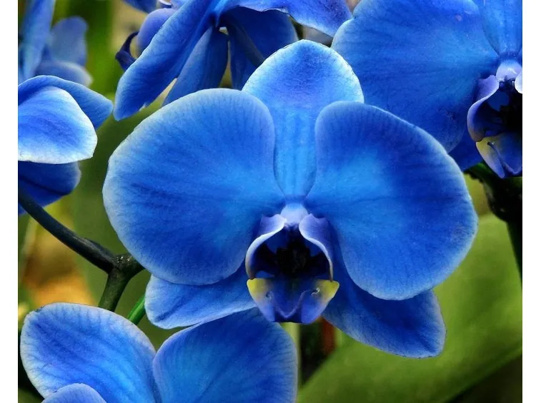 orchidee blu e gialle