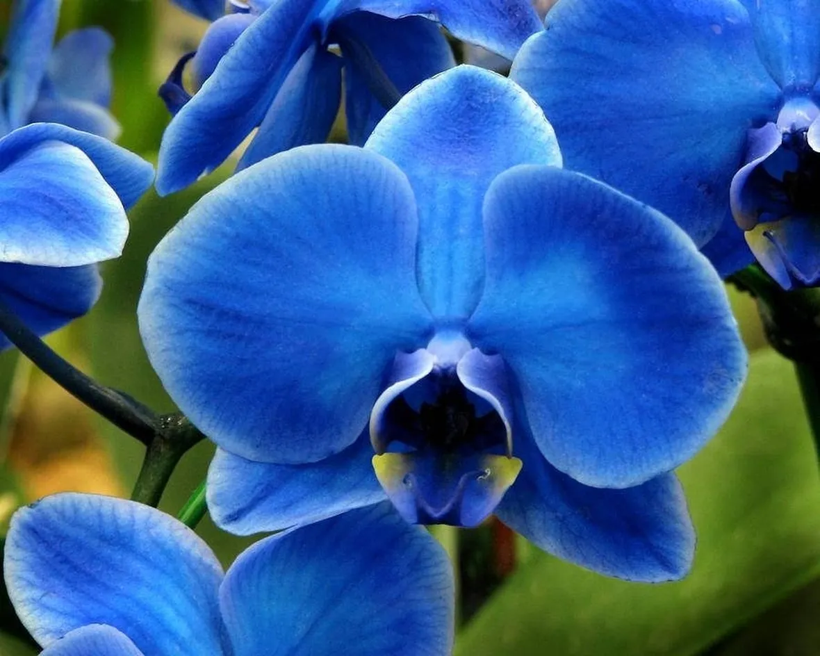 orchidee blu e gialle