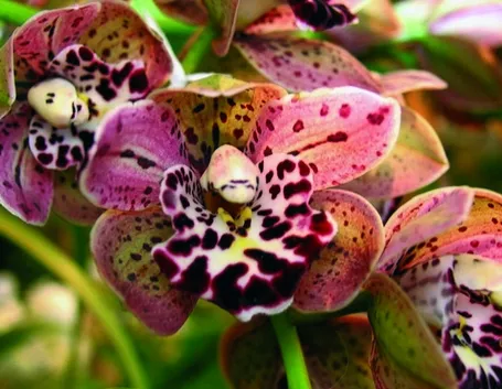orchidee viola e gialle