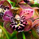 orchidee viola e gialle