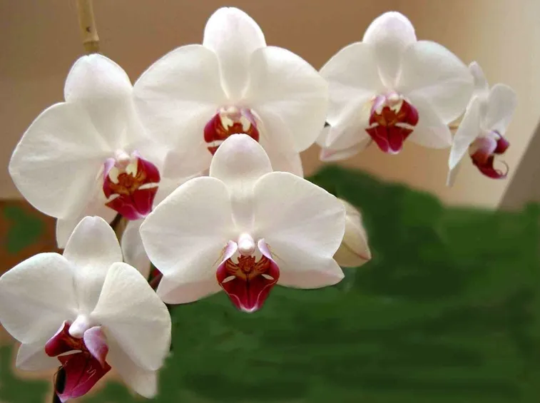 orchidee bianche e rosa