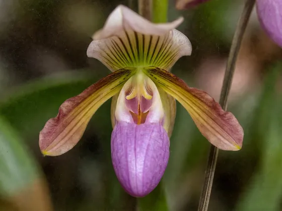 Un bellissimo scatto ad un fiore di Orchidea