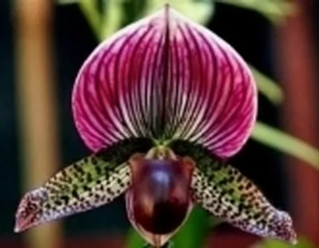 Un bellissimo scatto ad un fiore di Orchidea