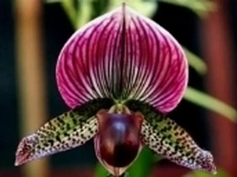 Un bellissimo scatto ad un fiore di Orchidea