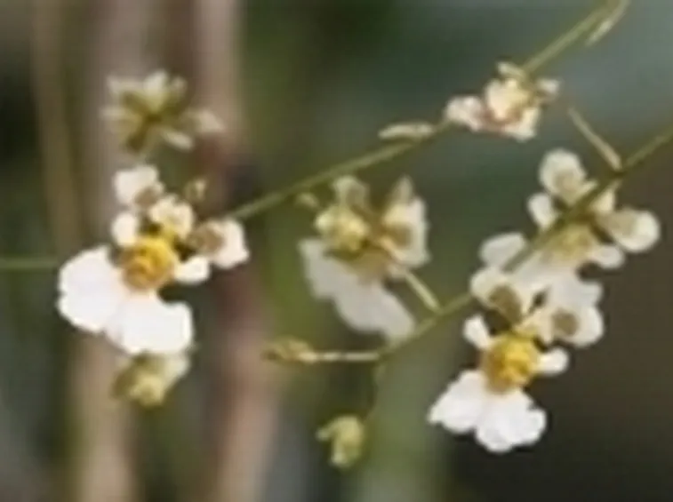 Alcuni fiori di Orchidea