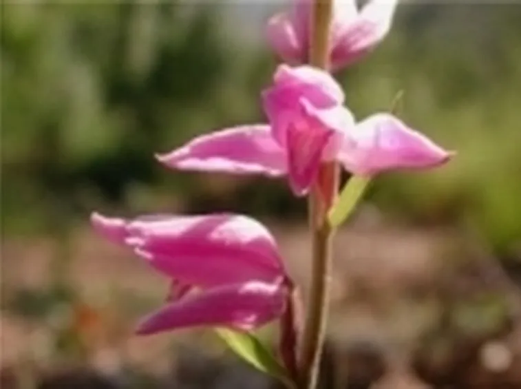 Un primo piano ad una Orchidea