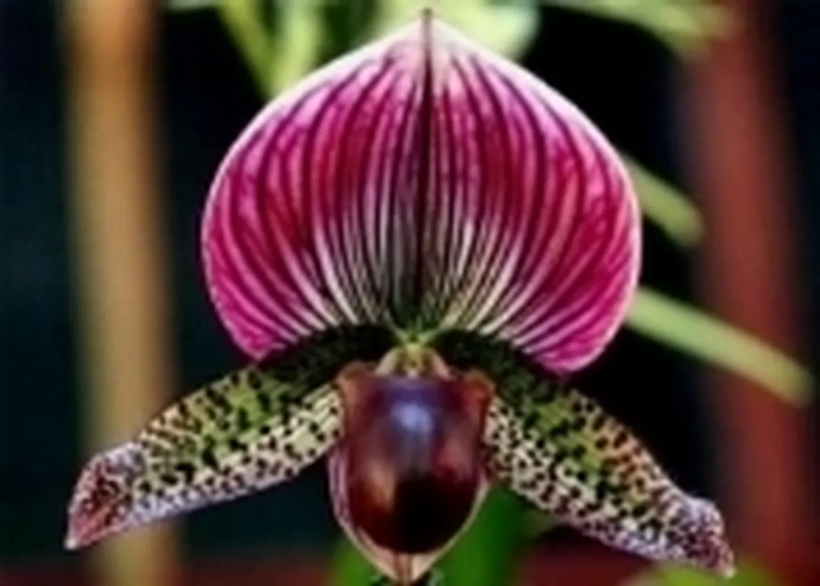 Un bellissimo scatto ad un fiore di Orchidea