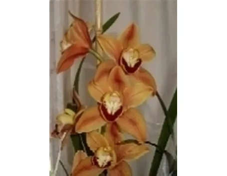 fiori arancio.