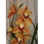 fiori arancio.