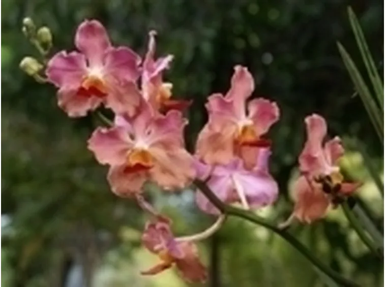 orchidea candida.