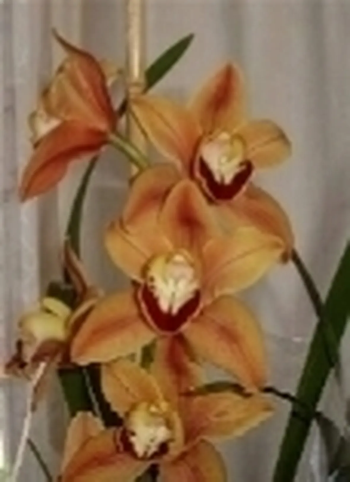 fiori arancio.