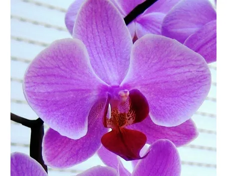 bel fiore orchidea.