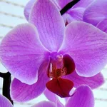 bel fiore orchidea.