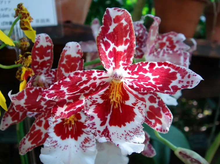 orchidea rosa