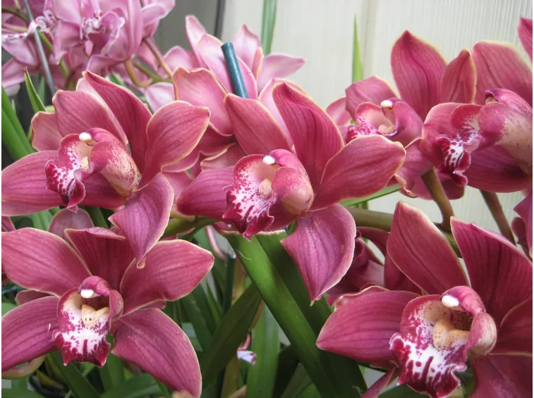 orchidea cymbidium