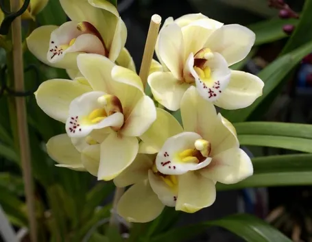 Orchidea cattlkeya