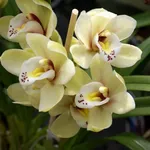 Orchidea cattlkeya