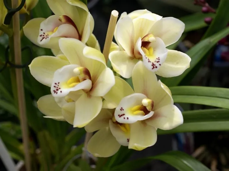 Orchidea cattlkeya