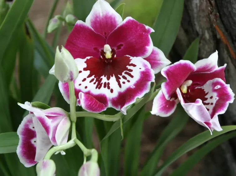 Orchidea miltonia