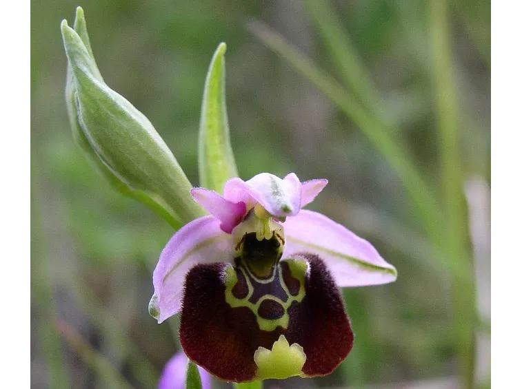 Ophrys holosericasepali rosa