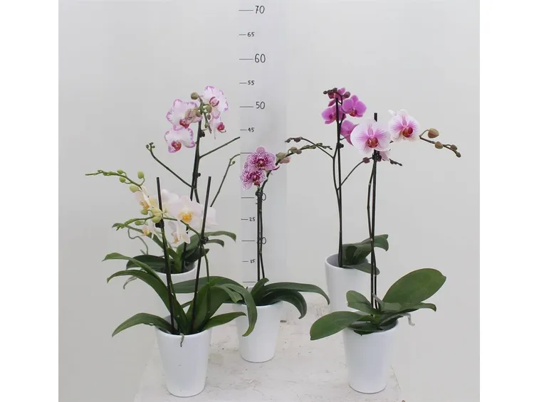 Orchidea phalaenopsis