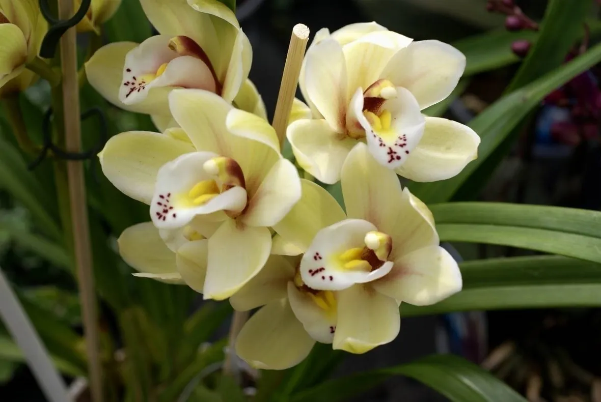 Orchidea cattlkeya
