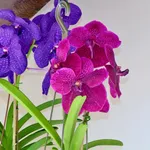 Foglie fiori orchidea Vanda