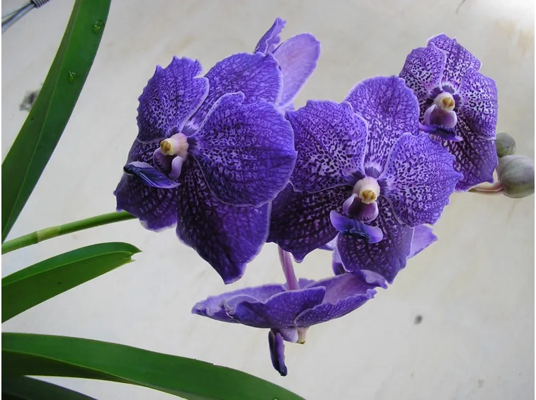 Fioritura orchidea Vanda