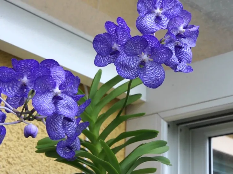 Pianta orchidea Vanda