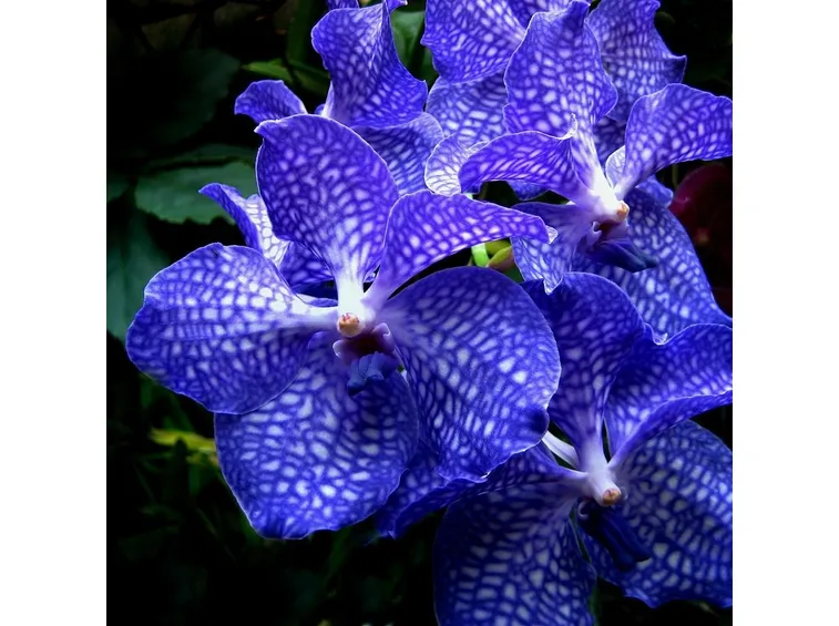 Fiori orchidee