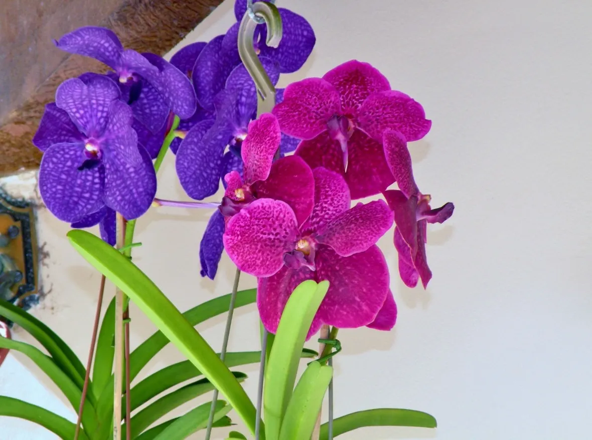 Foglie fiori orchidea Vanda