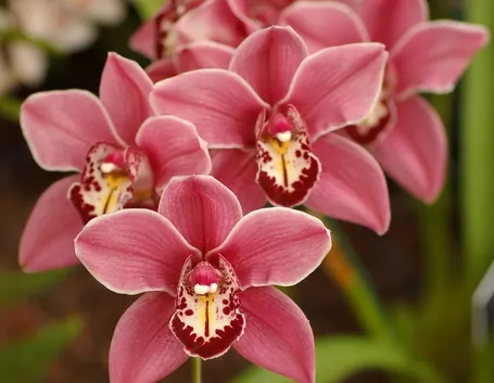 Fiori Cymbidium