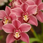 Fiori Cymbidium