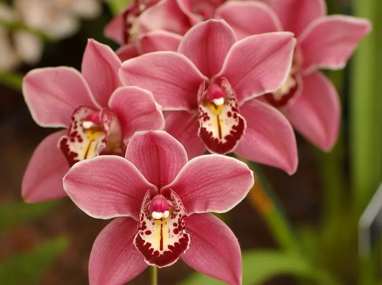 Fiori Cymbidium