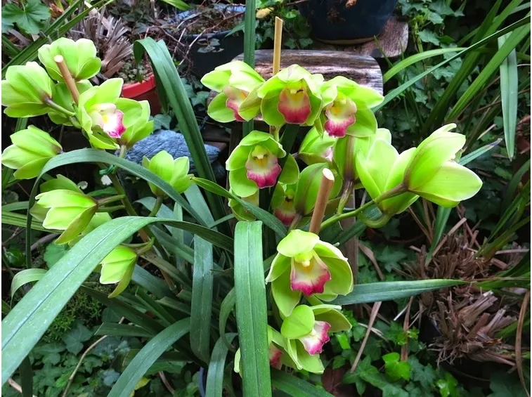 Pianta di Cymbidium in fiore