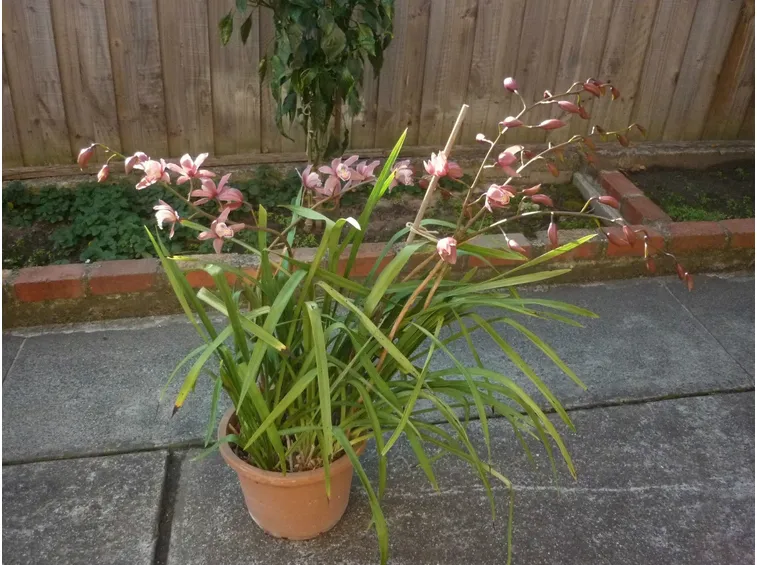 Cymbidium coltivato in vaso