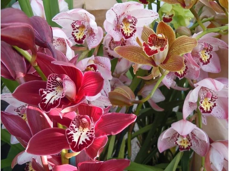 Cymbidium multicolore