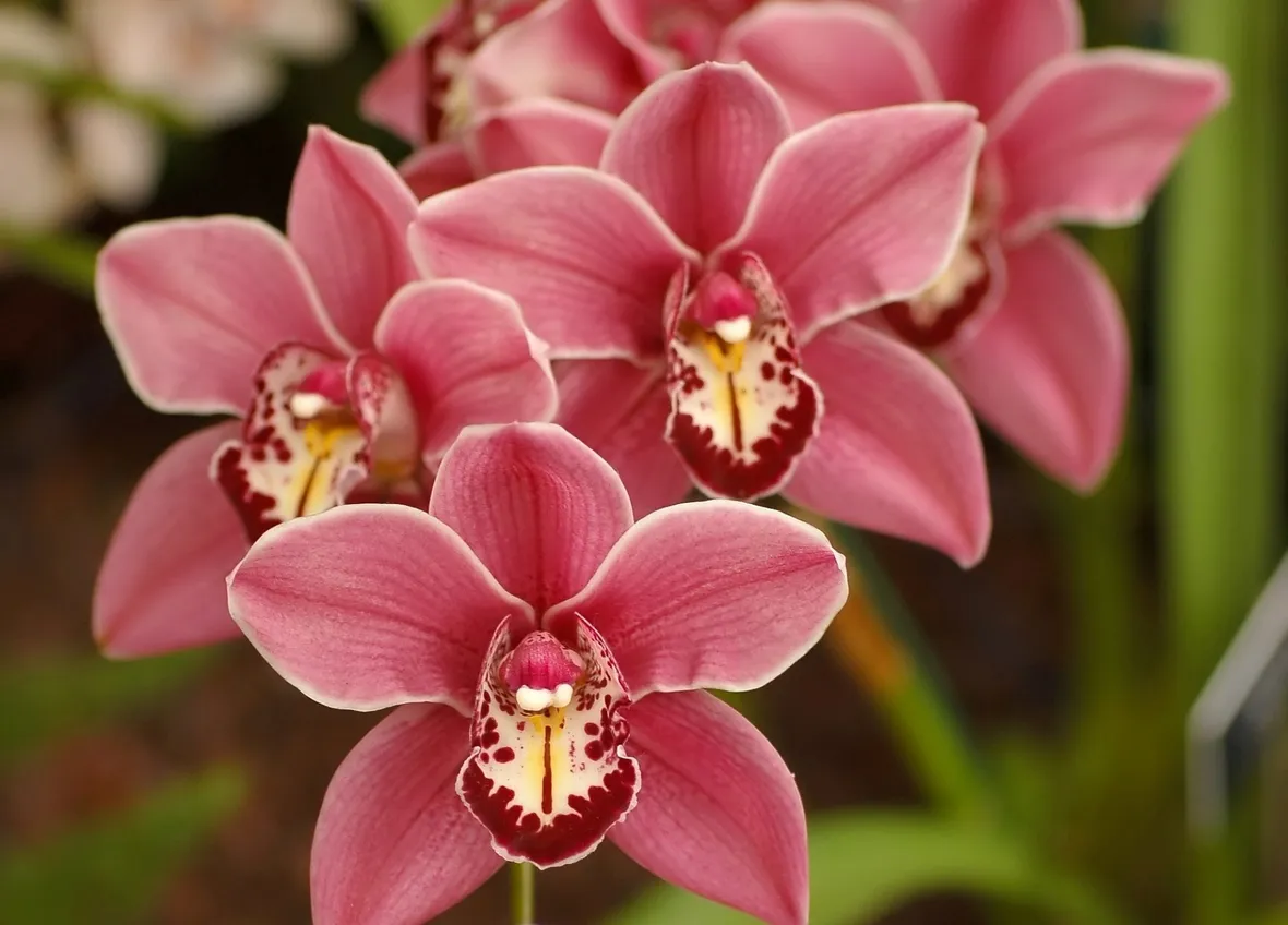 Fiori Cymbidium