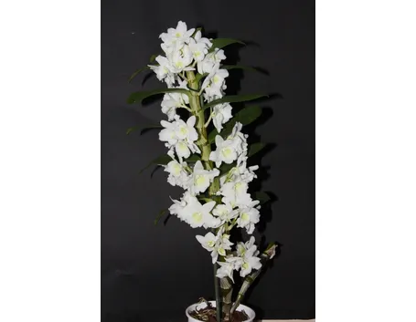 Fusto Dendrobium Nobile