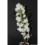Fusto Dendrobium Nobile