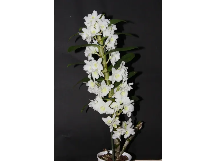 Fusto Dendrobium Nobile