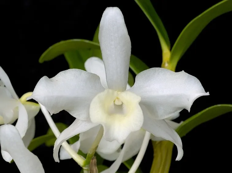 Dendrobium Nobile fiore