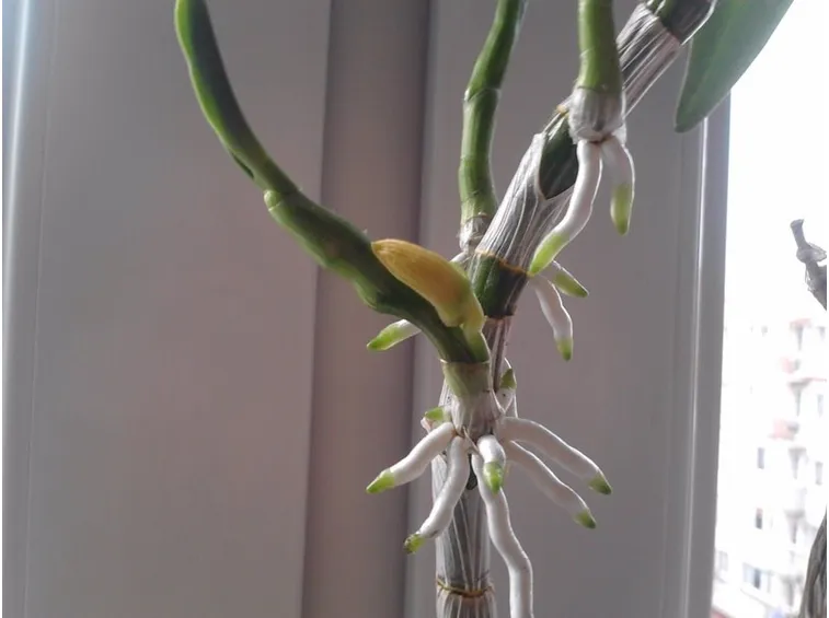 Dendrobium Keiki