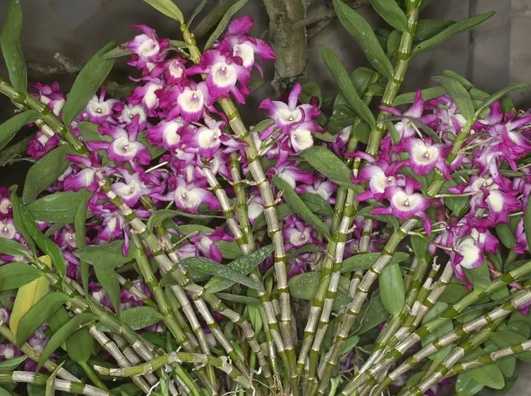 Dendrobium Nobile in piena fioritura