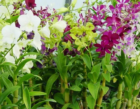 Dendrobium fiore