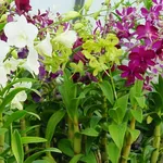 Dendrobium fiore