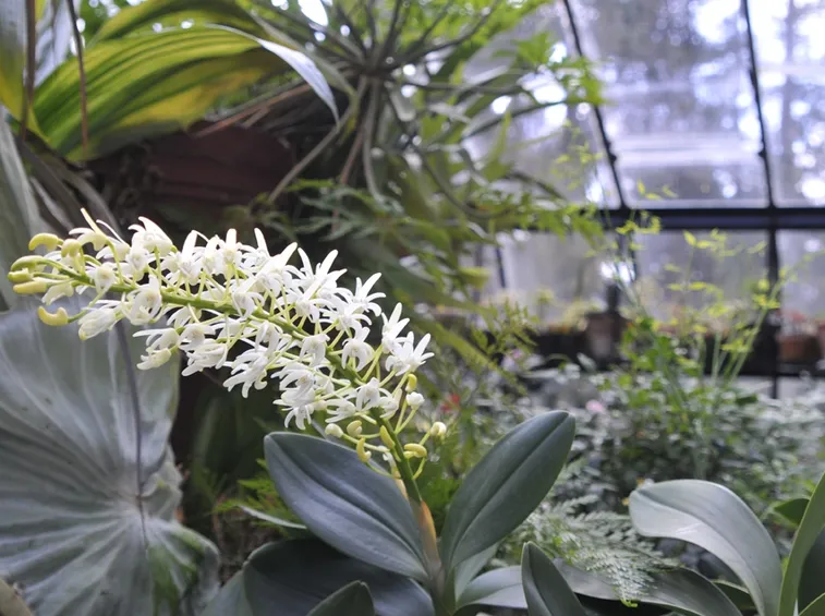 Dendrobium speciosum